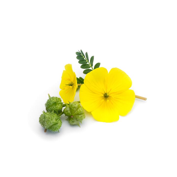 Creeping tribulus como parte de Feronex