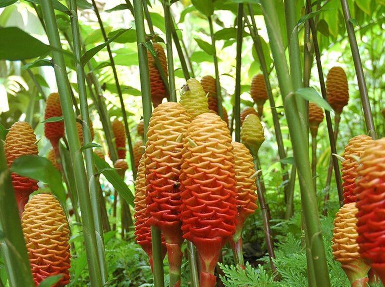 Isto é o que parece o xenxibre en condicións naturais