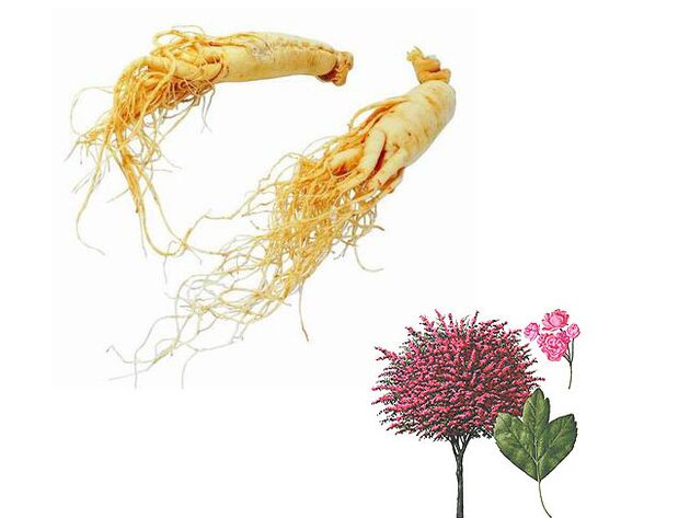 Ginseng e espinheiro para aumentar a potencia