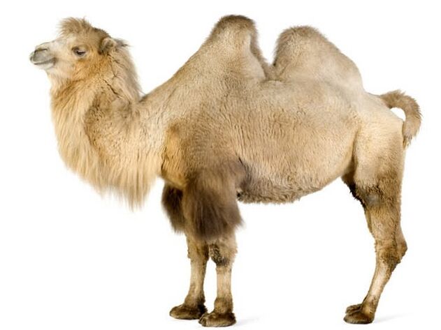 Camel e o seu estómago para aumentar a potencia